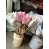 LNIANE TULIPANY